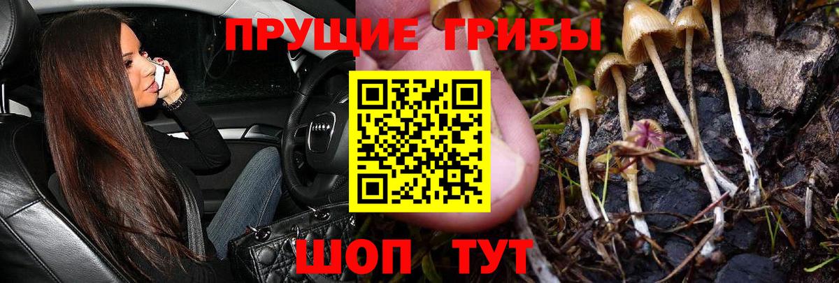 Белово  купить  цена  Вход с VPN  Псилоцибиновые грибы GOLDEN TEACHER 